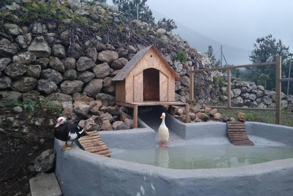 La Tagora Conect With The Nature & Relax Icod De Los Vinos Exterior foto